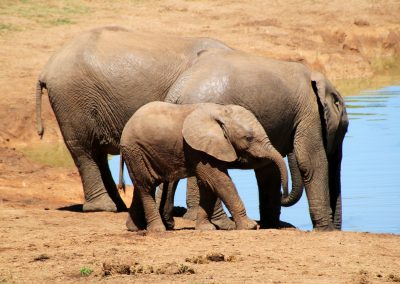 elephant-244185_1920